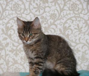 Котёнок тигрового окраса в дар