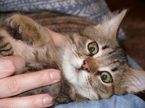 Котёнок тигрового окраса в дар