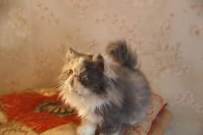 Персидские, экзотические короткошерстные котята