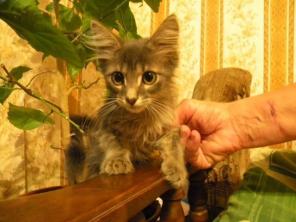 Ждёт своего хозяина котёнок Дымок