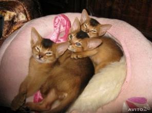 Абиссинские котята