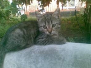 Игривые котята ищут дом