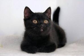 Симпатичный котенок