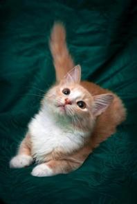 Отдам рыжего котенка!