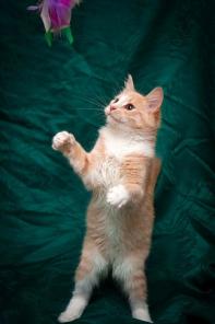 Отдам рыжего котенка!