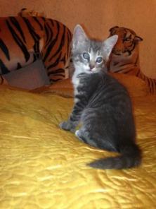 Отдам котят в добрые руки