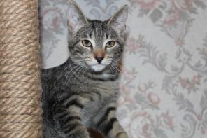 Ласкоый котенок - мурчалка