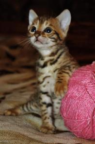 Клубные бенгальские котята