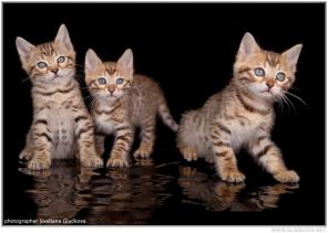 Клубные бенгальские котята