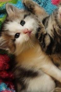 Котенок от Сибирской мамы