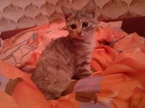 Котенок