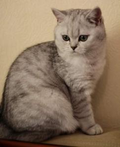 Ищу кота британца