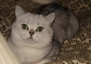 Ищу кота британца