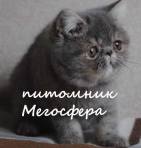 Экзотические короткошерстные котята