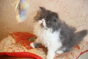 Котята персидские и экзотические короткошерстные