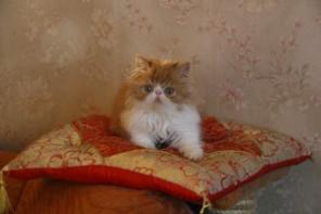 Котята персидские и экзотические короткошерстные