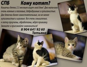 Кошачьи детки ищут дом.