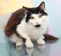 Платон - умный и добрый котик ищет семью. В дар!