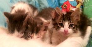 Ищем самые добрые ручки для котяток-полупушистиков