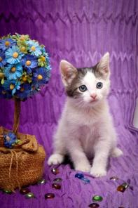 Котенок Тошка ищет дом!