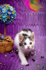 Котенок Тошка ищет дом!