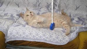 котенок ищет дом и заботливого хозяина
