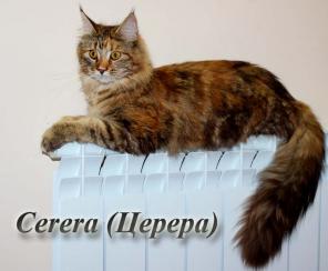 Мейн Кун подрощенная Девочка!