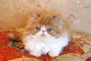 Чистокровные котята персидские и экзотические кор