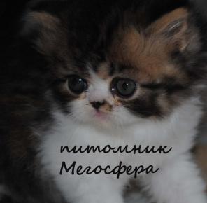 Котик персидский