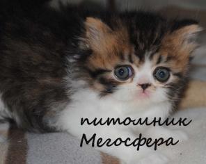 Котик персидский