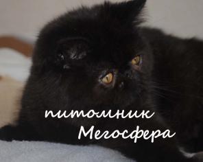 Черная экзотическая кошечка