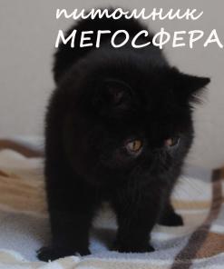 Черная экзотическая кошечка