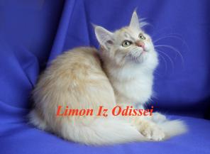 РЫЖИЕ Сибирские котята питомника Из Одиссеи!