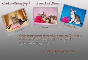 В дар котята