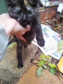 Котята ищут хозяев