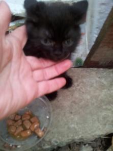 Котята ищут хозяев