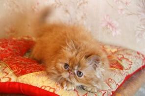Котята пушистые комочки персы и экзотические