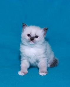 Невские маскарадные котята