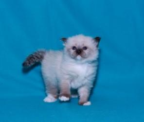Невские маскарадные котята