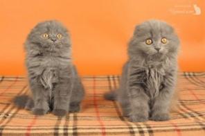 Шотландские котята SFL