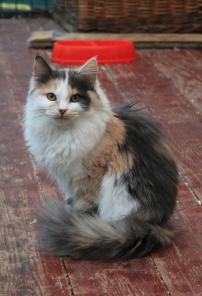 Котята из приюта в добры руки.