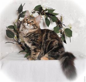 Мраморный сибирский котенок