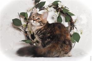 Мраморный сибирский котенок