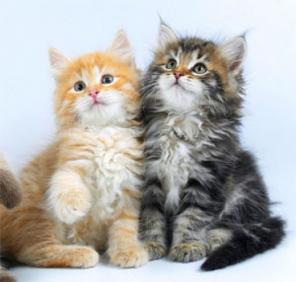 Котенок на счастье! Породистые котята в дар