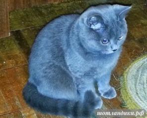 4 породистых голубых котенка-подростка
