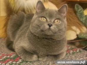 4 породистых голубых котенка-подростка