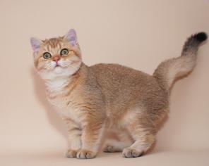 Котик окраса золотая шиншилла