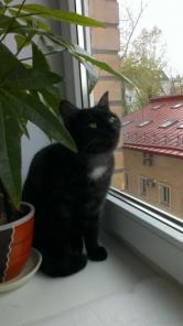 2 кг натурального мурчания и ласки. Отдам кота