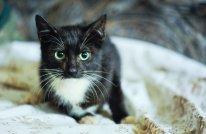 Котята в добрые руки!