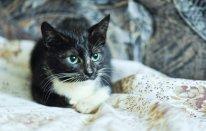 Котята в добрые руки!